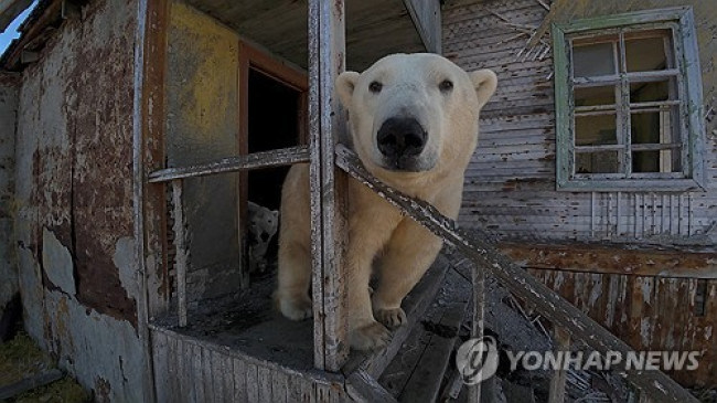 러시아 북극곰